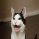 Mister Meow